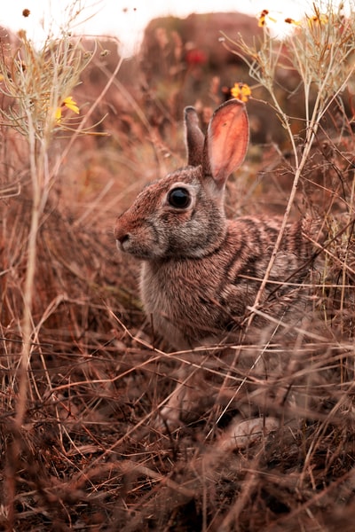 During the day in the brown brown grass rabbit
